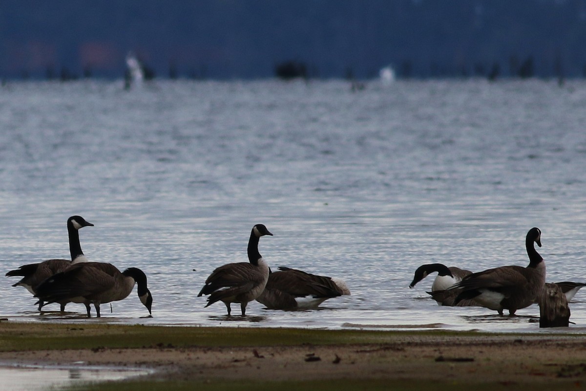 Canada Goose - ML644514618