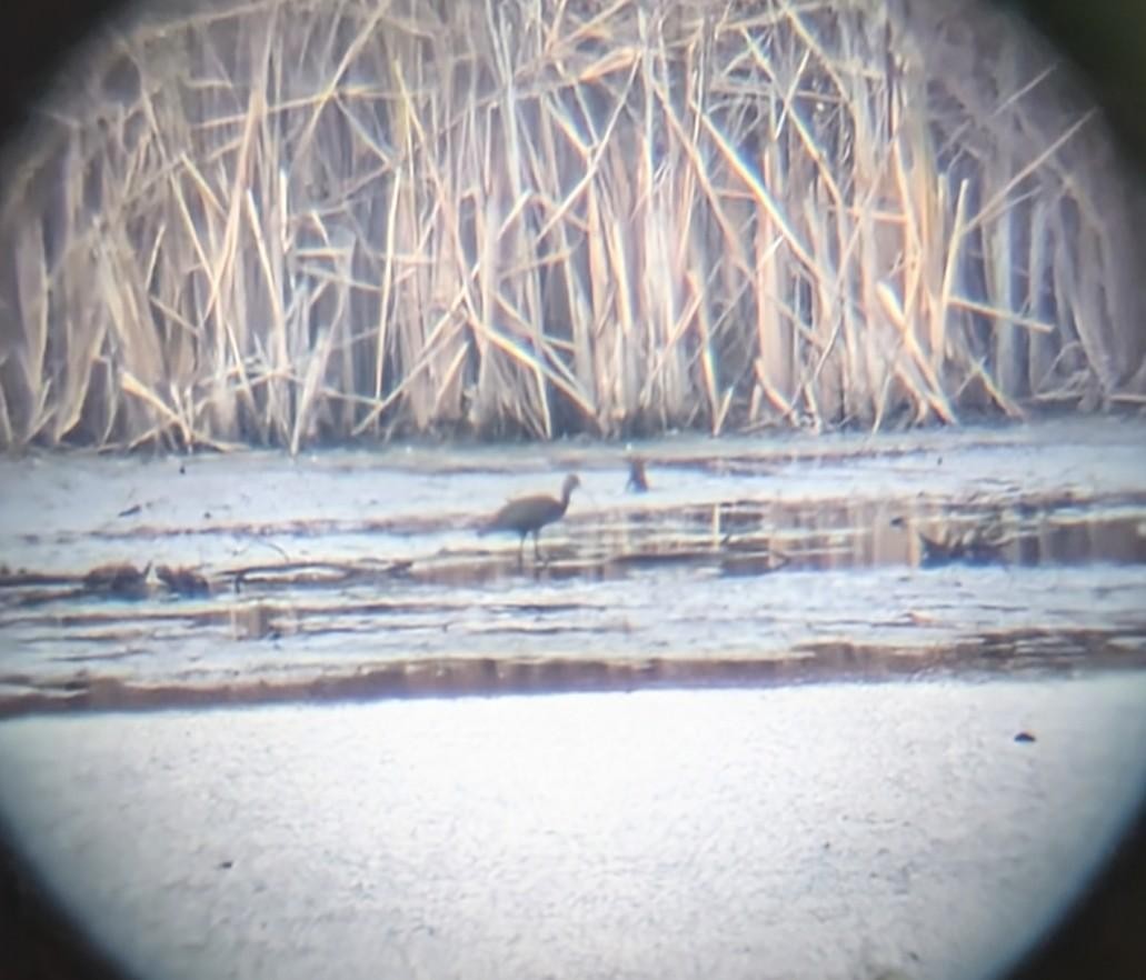 Çeltikçi/Ak Yüzlü Çeltikçi - ML644514622