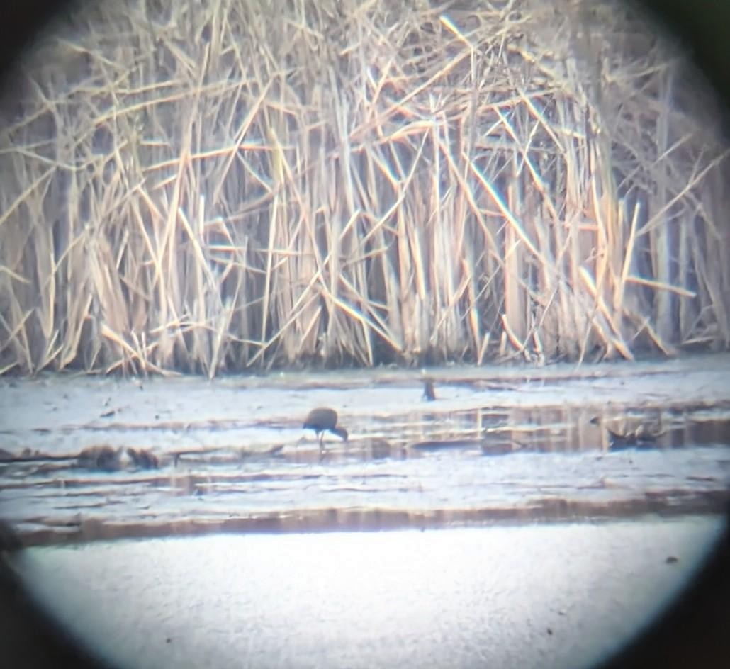 Çeltikçi/Ak Yüzlü Çeltikçi - ML644514623