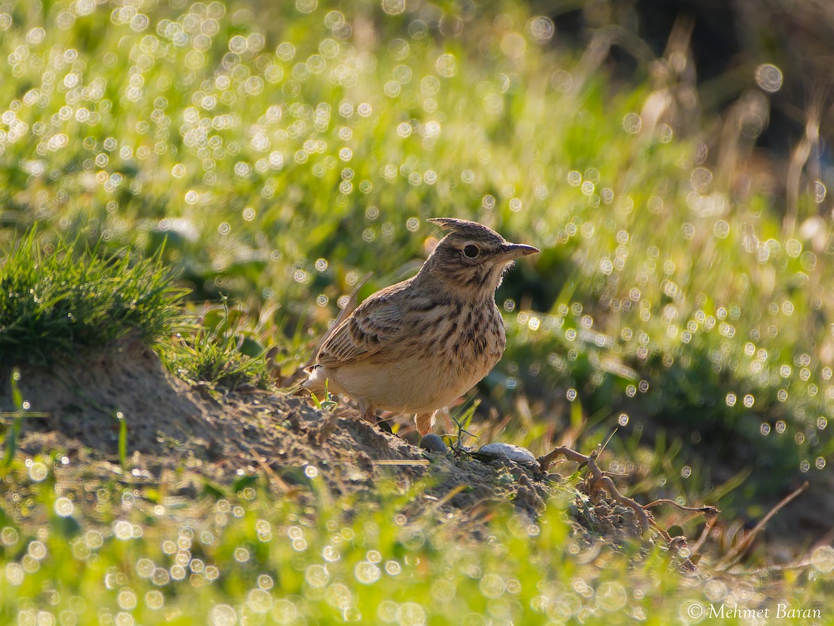 Kutturlio arrunta - ML644514624