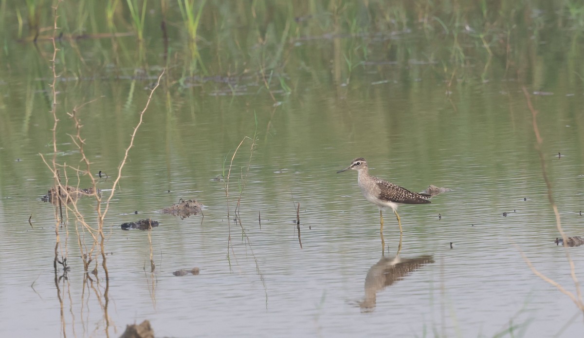 Wood Sandpiper - ML644514625