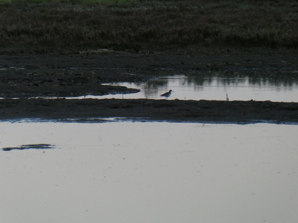 Gray-tailed Tattler - ML644514632