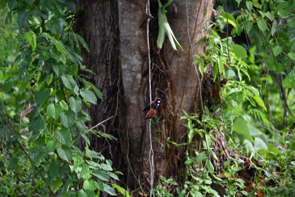 Chestnut Munia - ML644514633