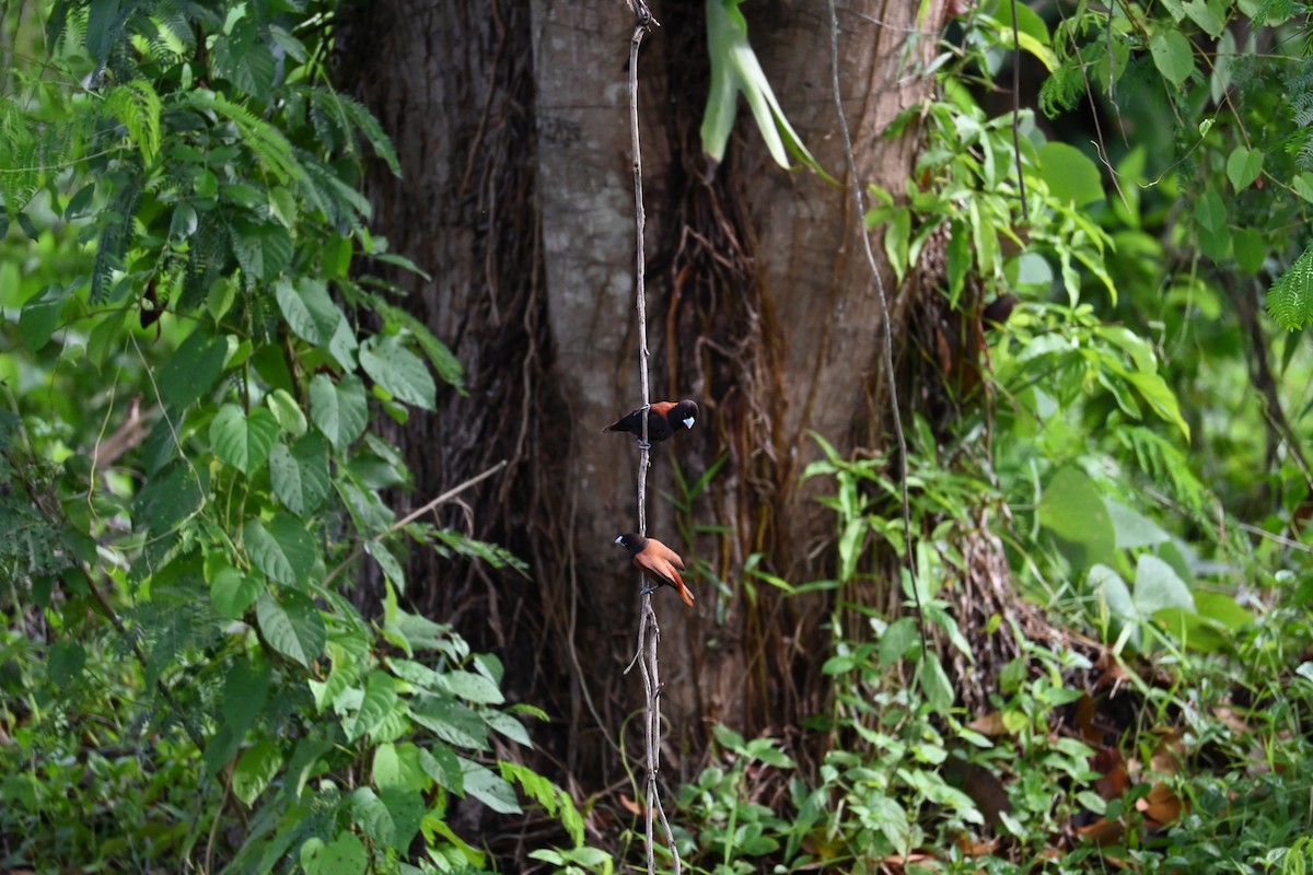 Chestnut Munia - ML644514634