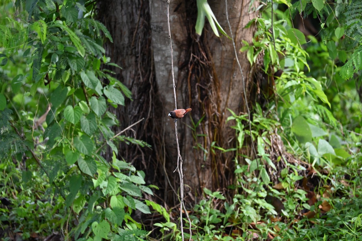 Chestnut Munia - ML644514635