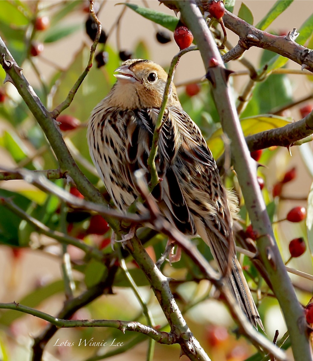 Bruant de LeConte - ML644514636