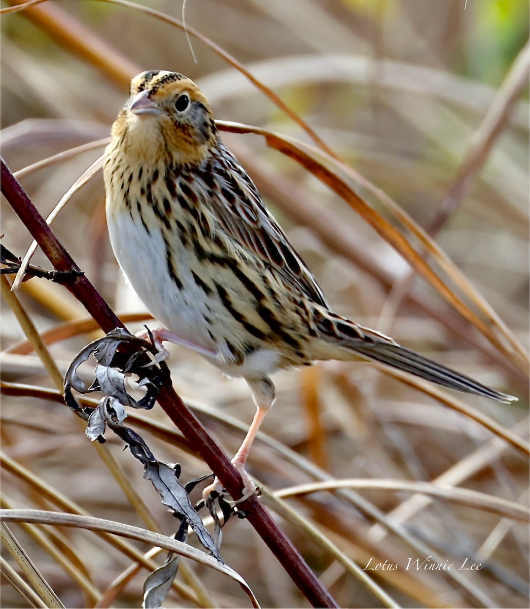 Bruant de LeConte - ML644514637