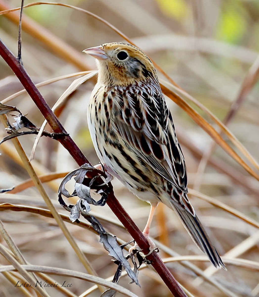 Bruant de LeConte - ML644514638