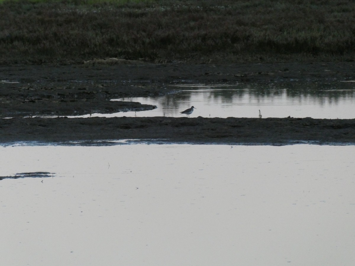 Gray-tailed Tattler - ML644514639