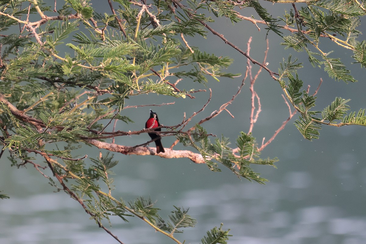 skarlagenbrystsolfugl - ML644514643