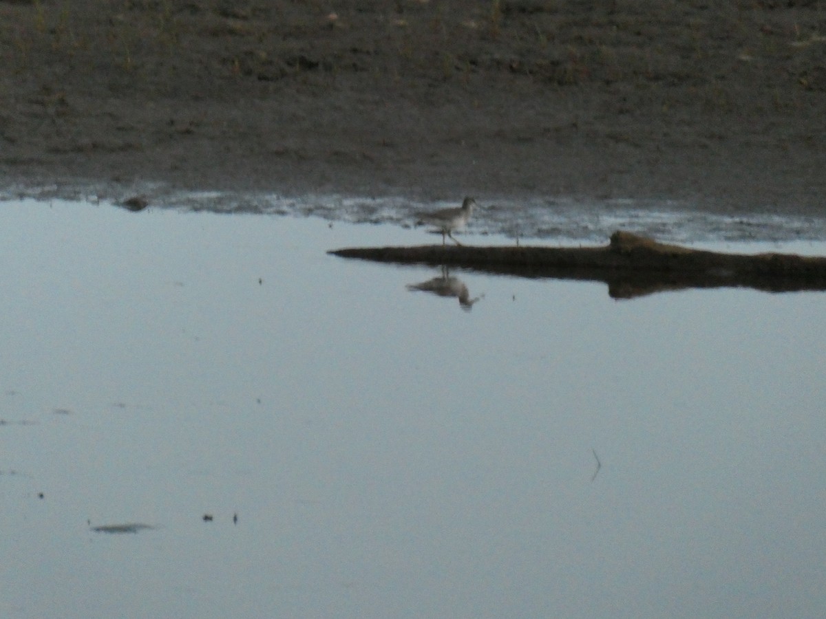 Gray-tailed Tattler - ML644514644