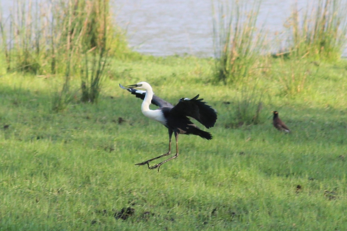 Pacific Heron - ML644514645