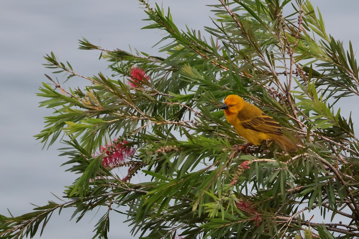 solvever - ML644514647