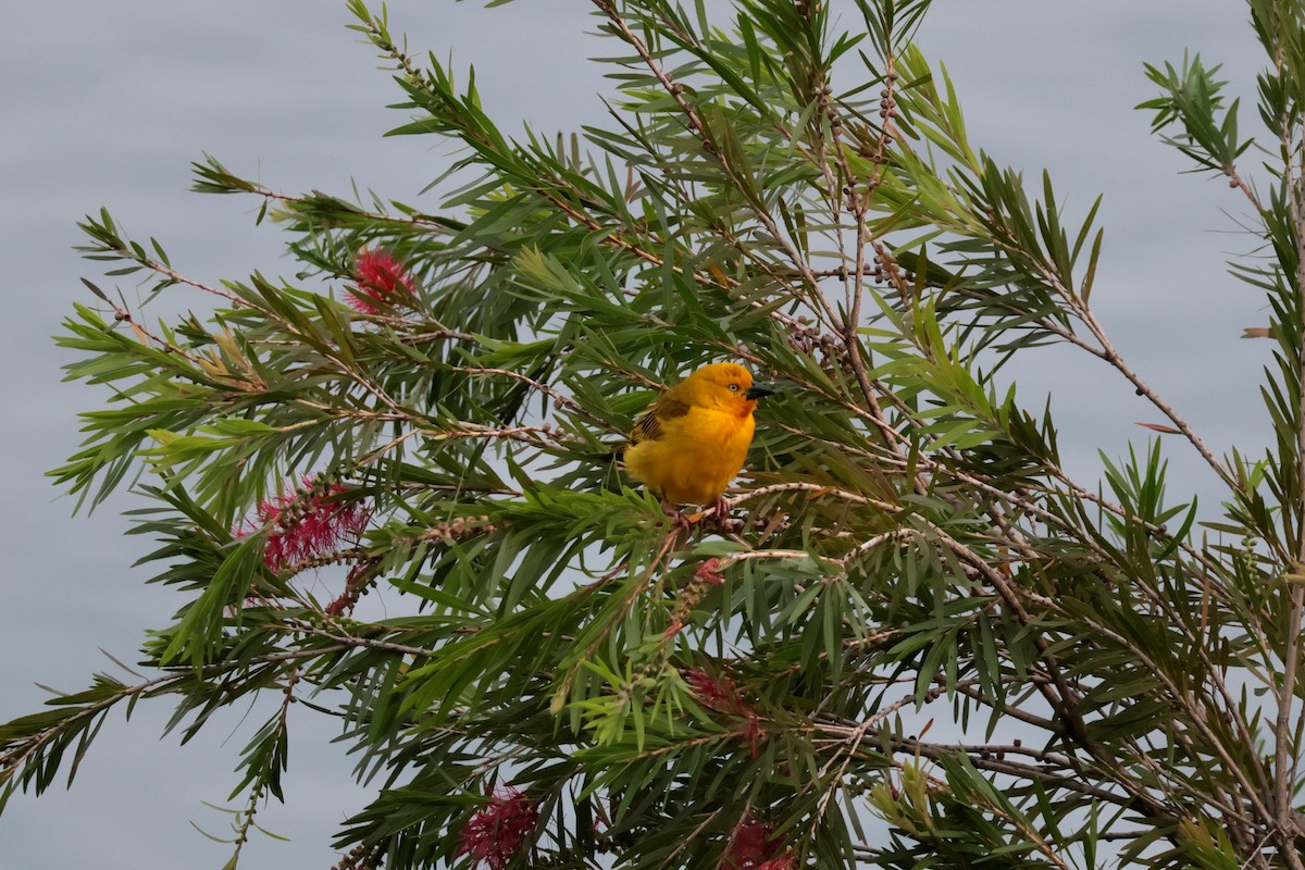 solvever - ML644514648