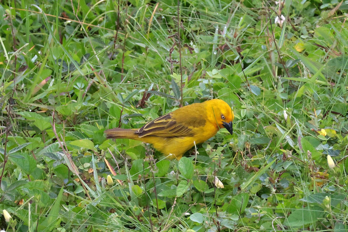 solvever - ML644514649