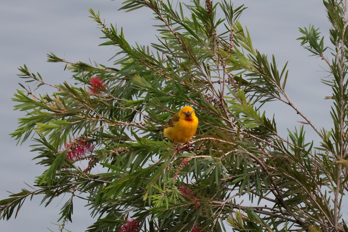 solvever - ML644514651