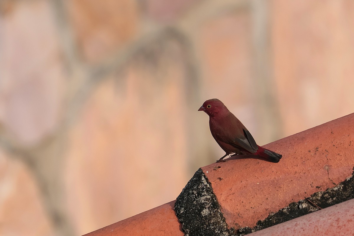 rødnebbamarant - ML644514653