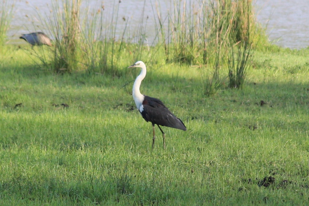 Pacific Heron - ML644514655