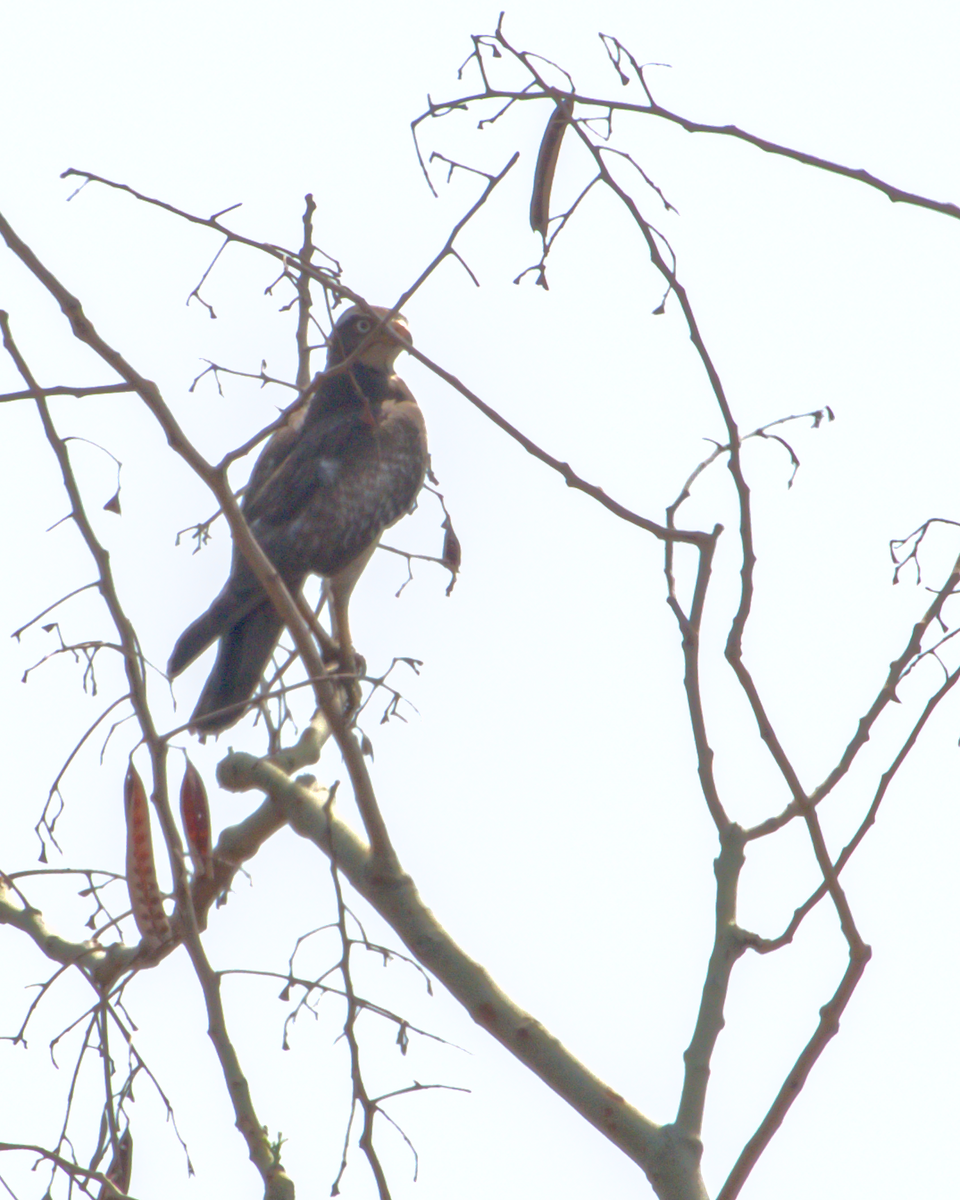 hvitøyevåk - ML644514656