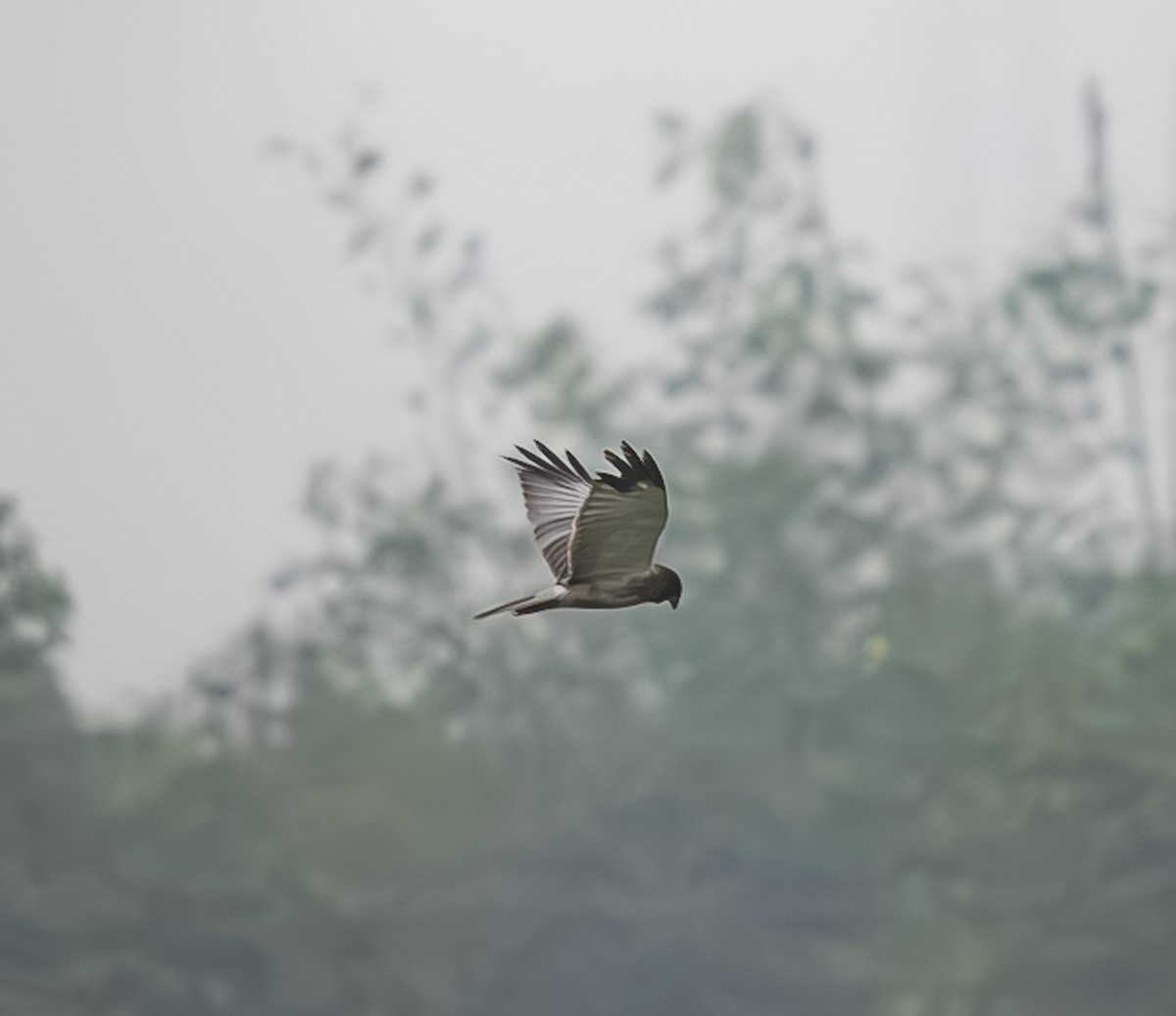 Eastern Marsh Harrier - ML644514659