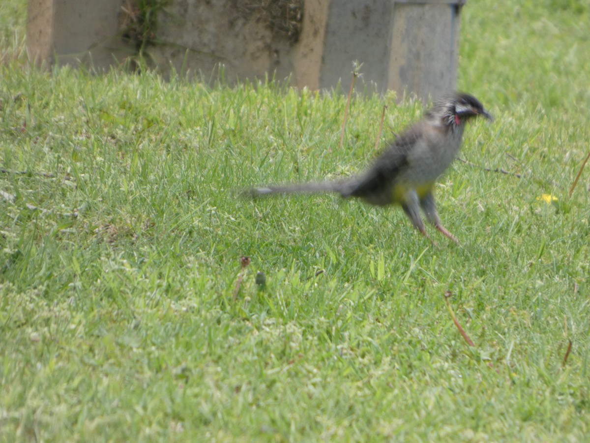 Red Wattlebird - ML644514662