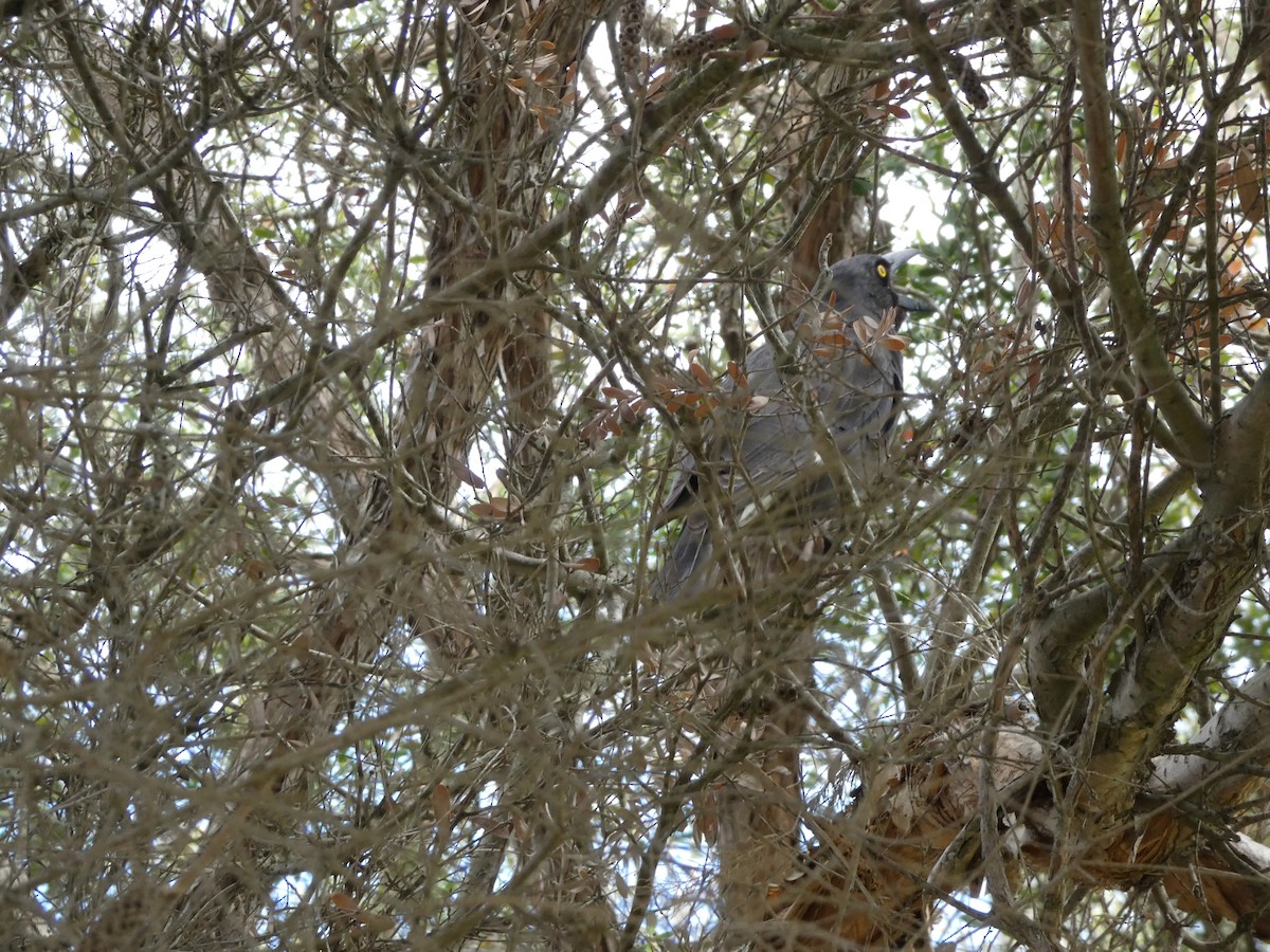 Red Wattlebird - ML644514663