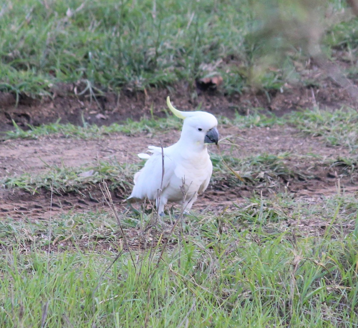 Sulphur-crested Cockatoo - ML644514667