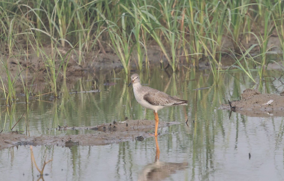 Common Redshank - ML644514679