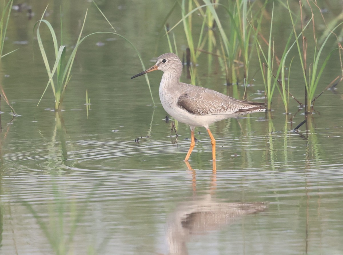 Common Redshank - ML644514680