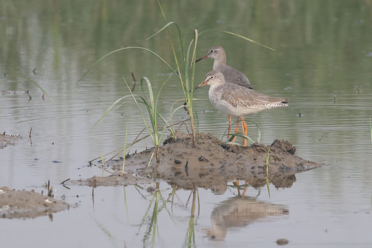 Common Redshank - ML644514681