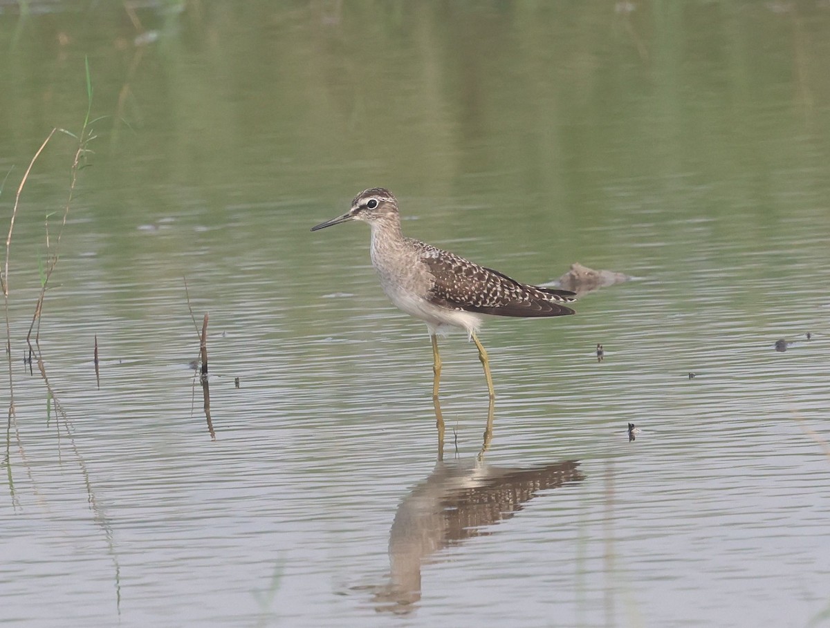Wood Sandpiper - ML644514682