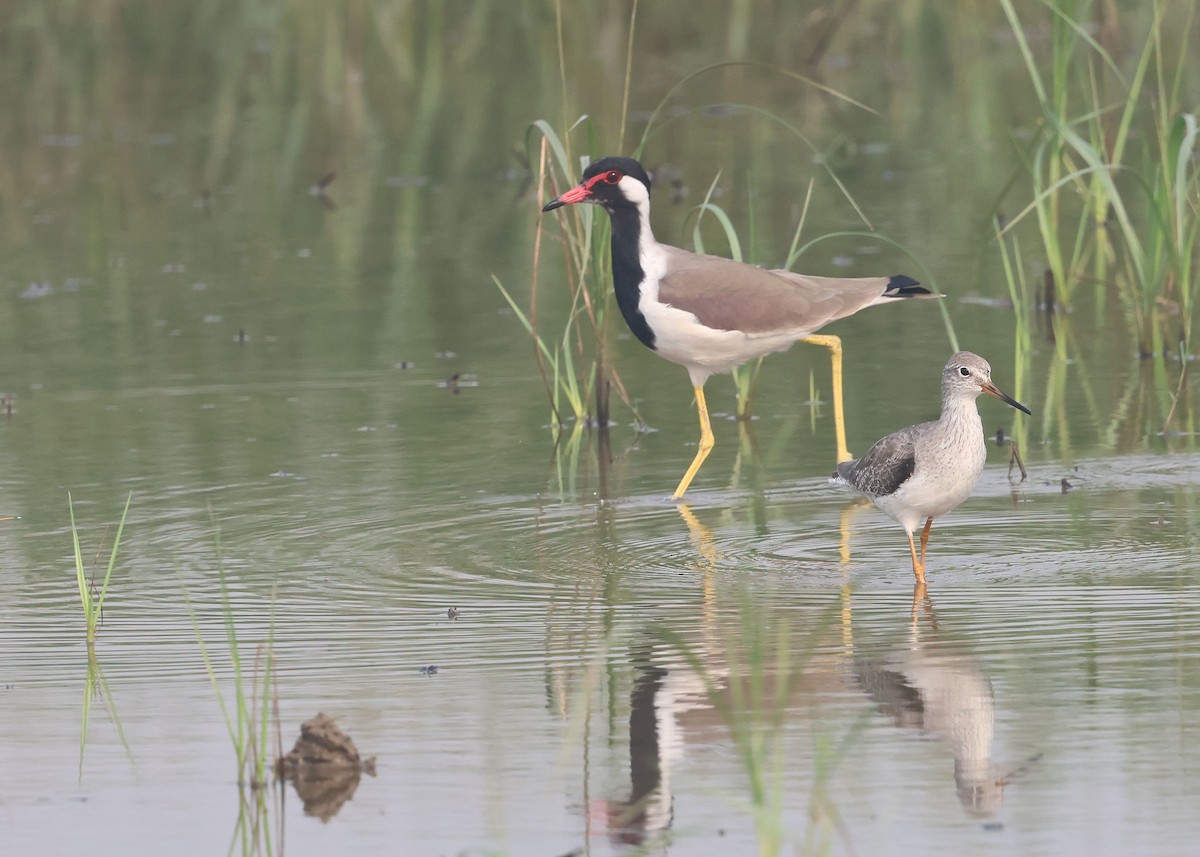 Common Redshank - ML644514683