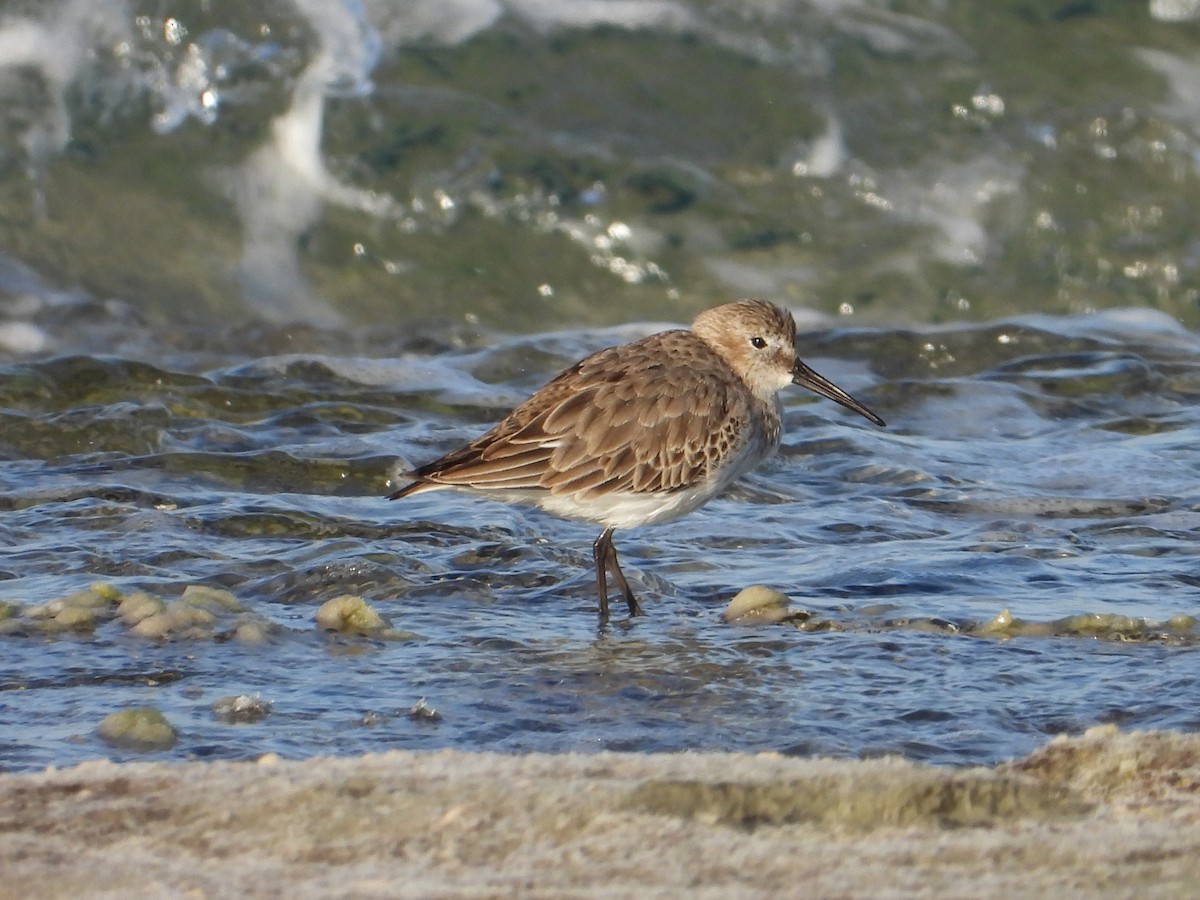 Dunlin - ML644514686