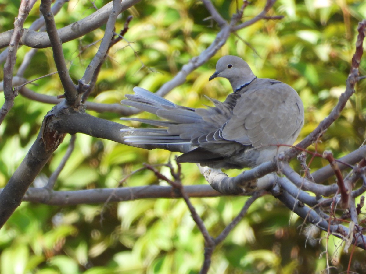Eurasian Collared-Dove - ML644514689