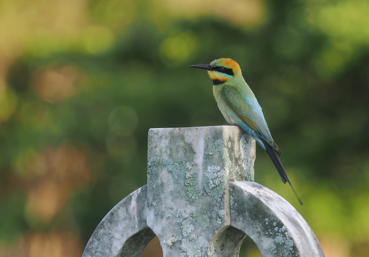 regnbuebieter - ML644514693