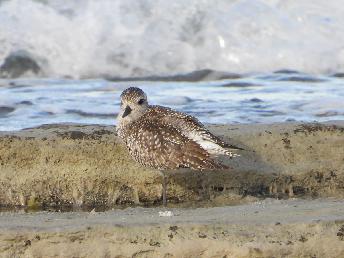 Сивка морська - ML644514700