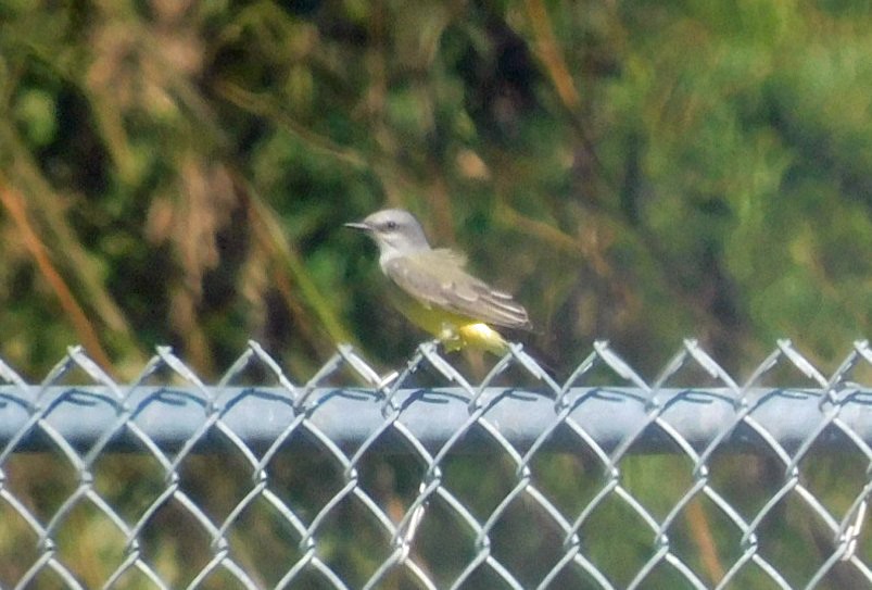 Tyran de l'Ouest - ML644514711