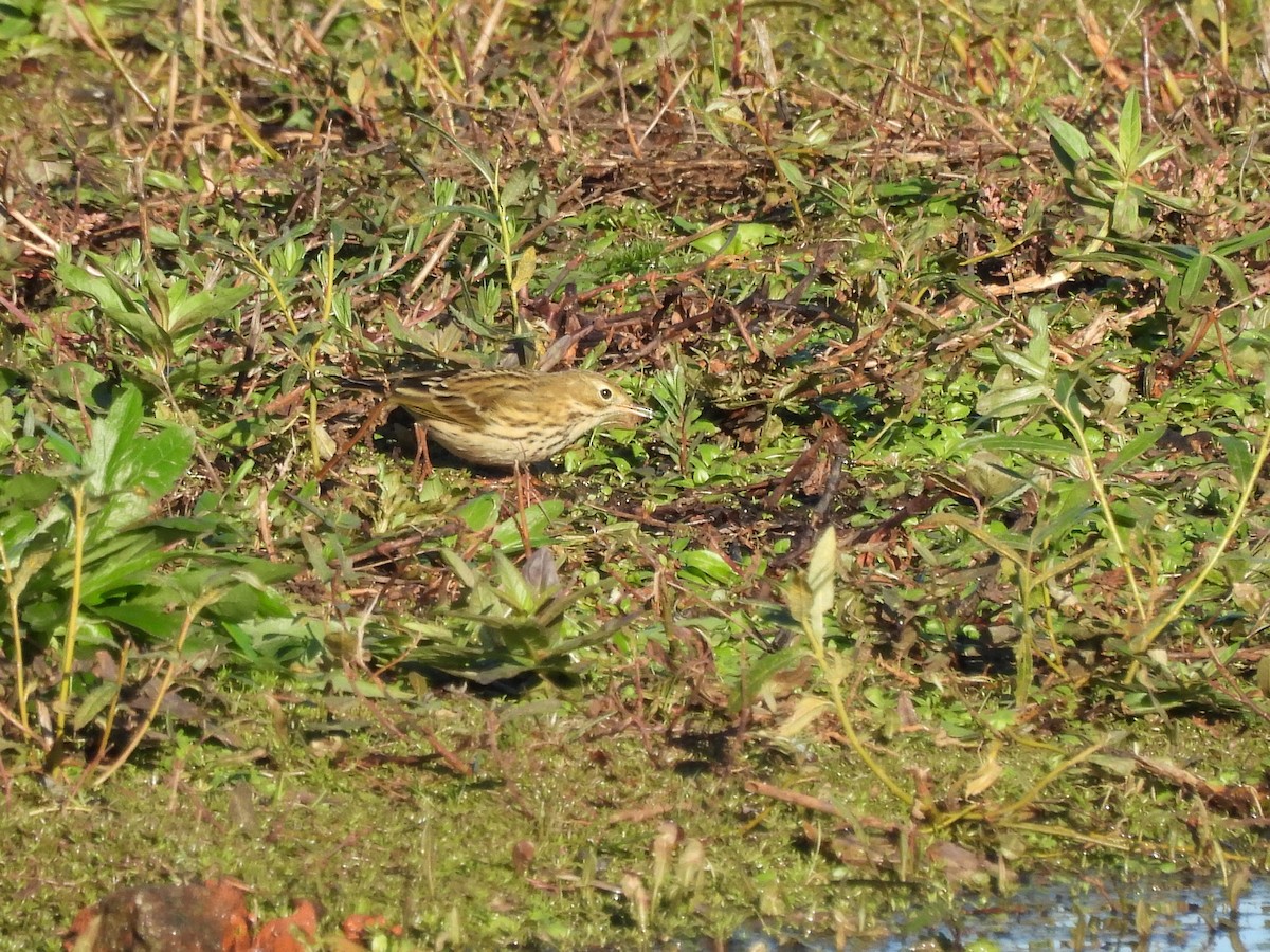 Meadow Pipit - ML644514727