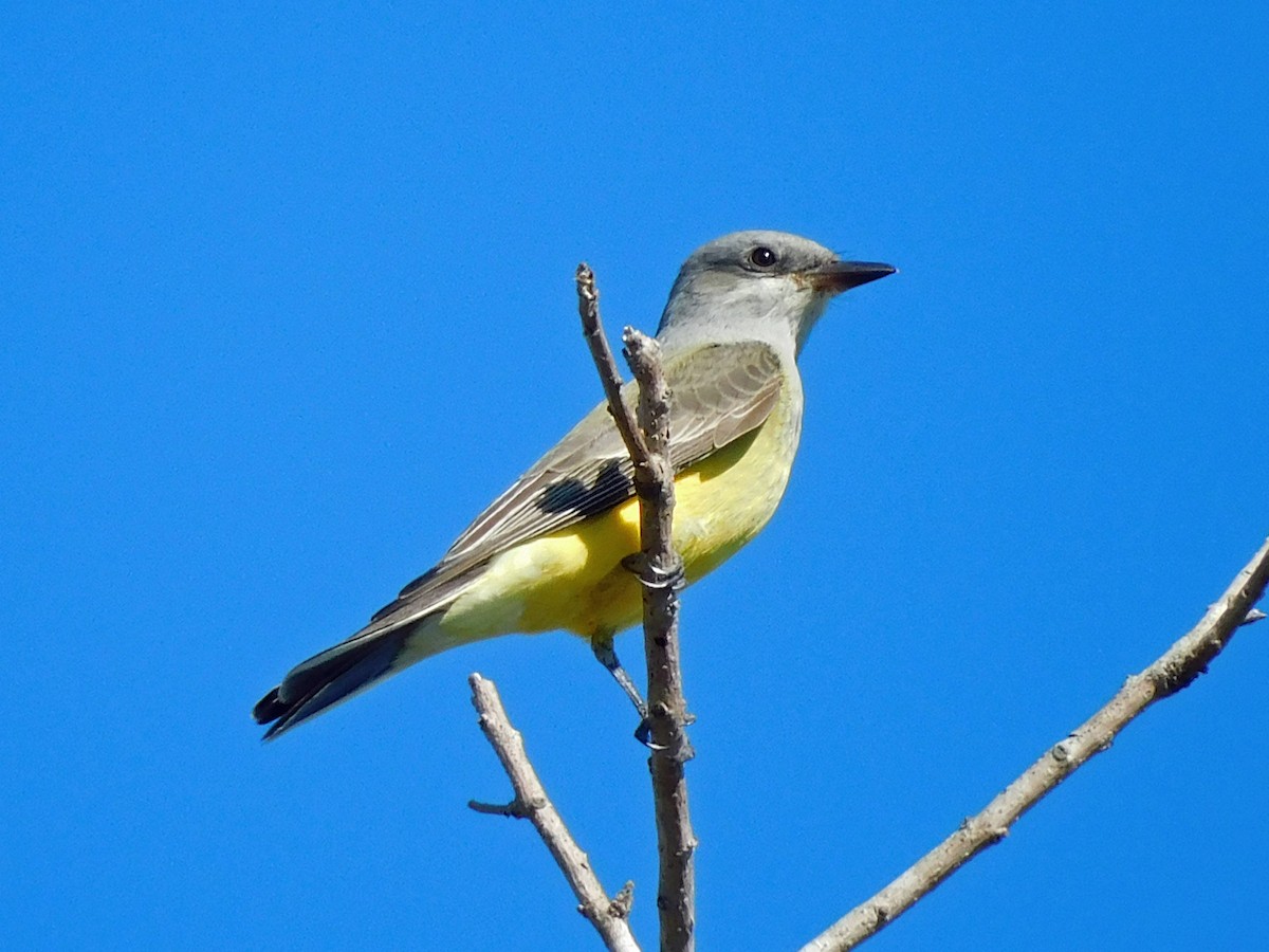 Tyran de l'Ouest - ML644514732