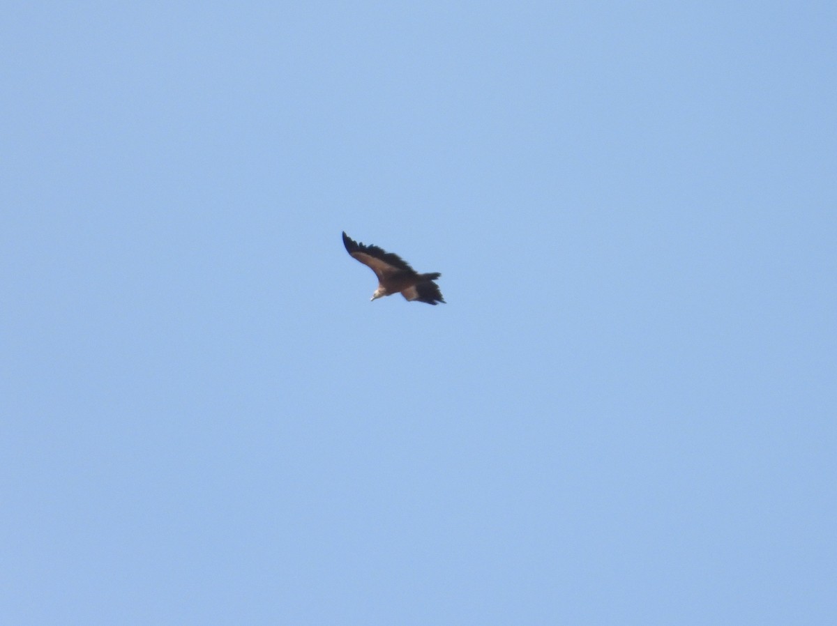 シロエリハゲワシ - ML644514743