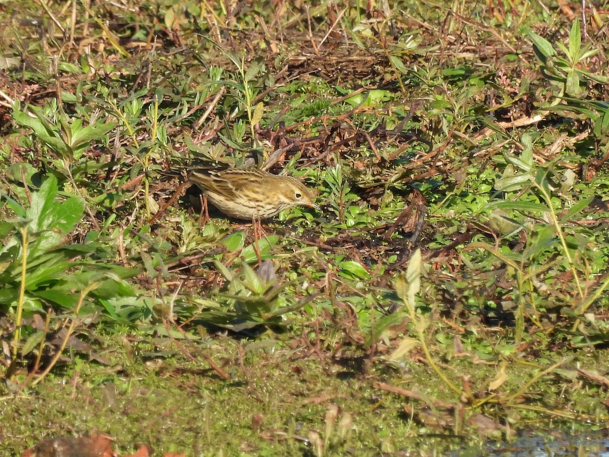 Meadow Pipit - ML644514746
