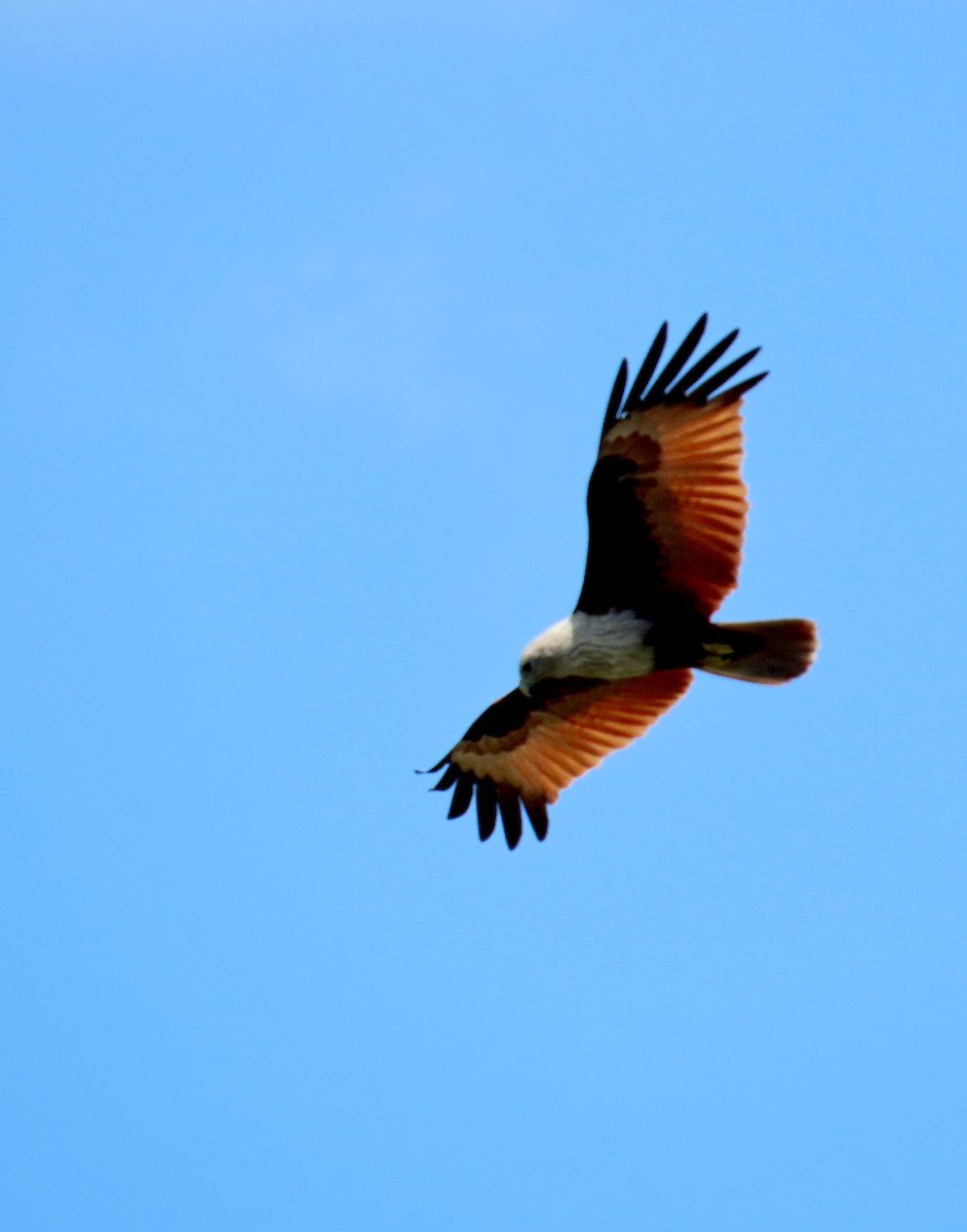 栗鳶 - ML644514754