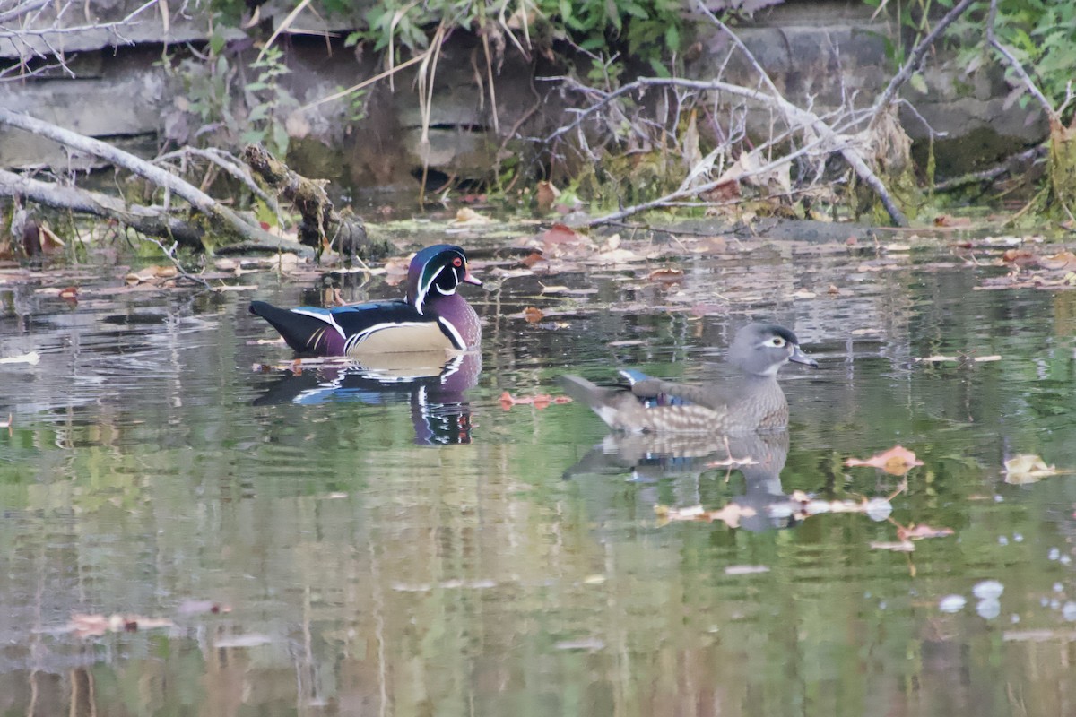 美洲鴛鴦 - ML644514758