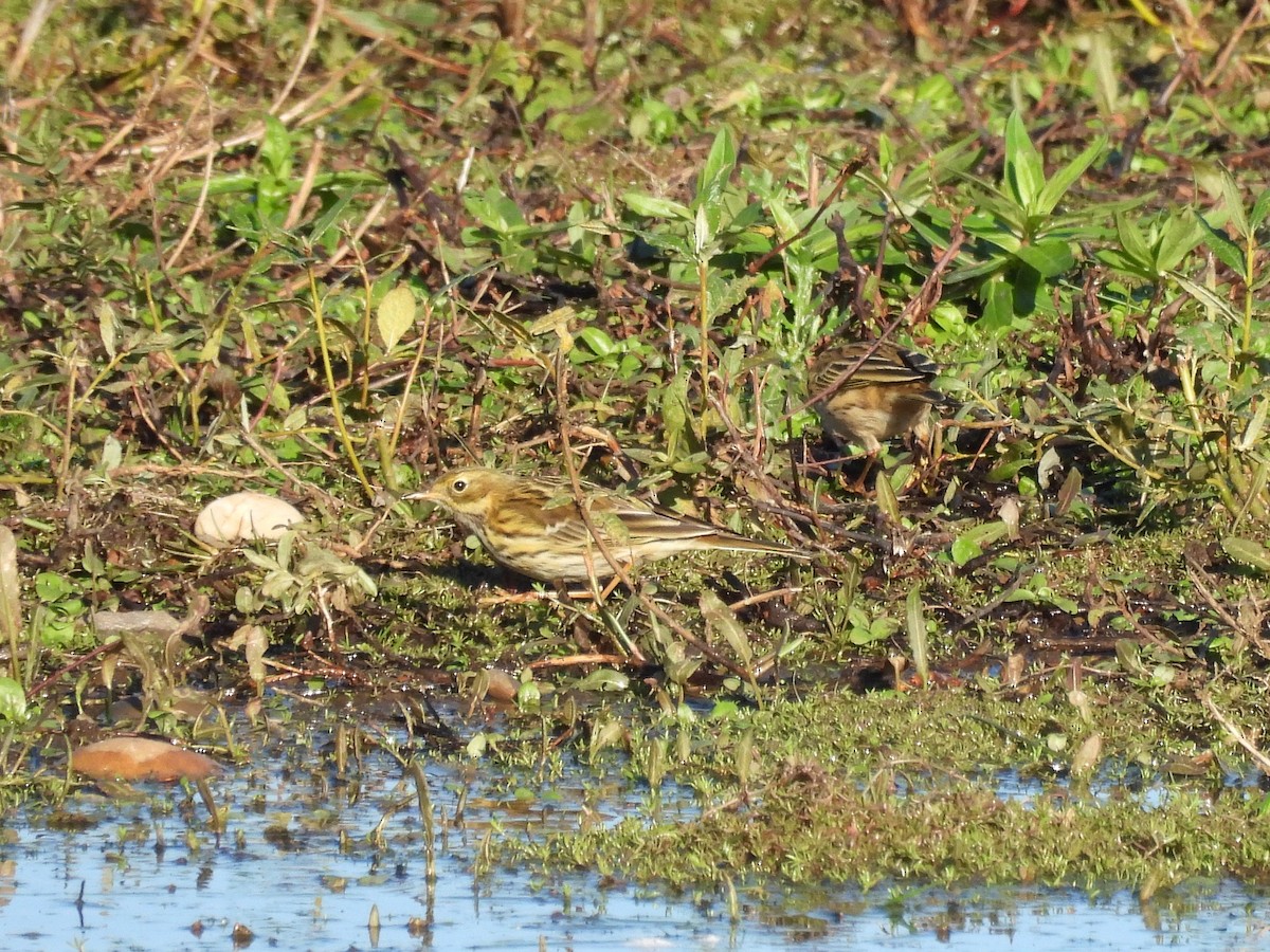 Meadow Pipit - ML644514762