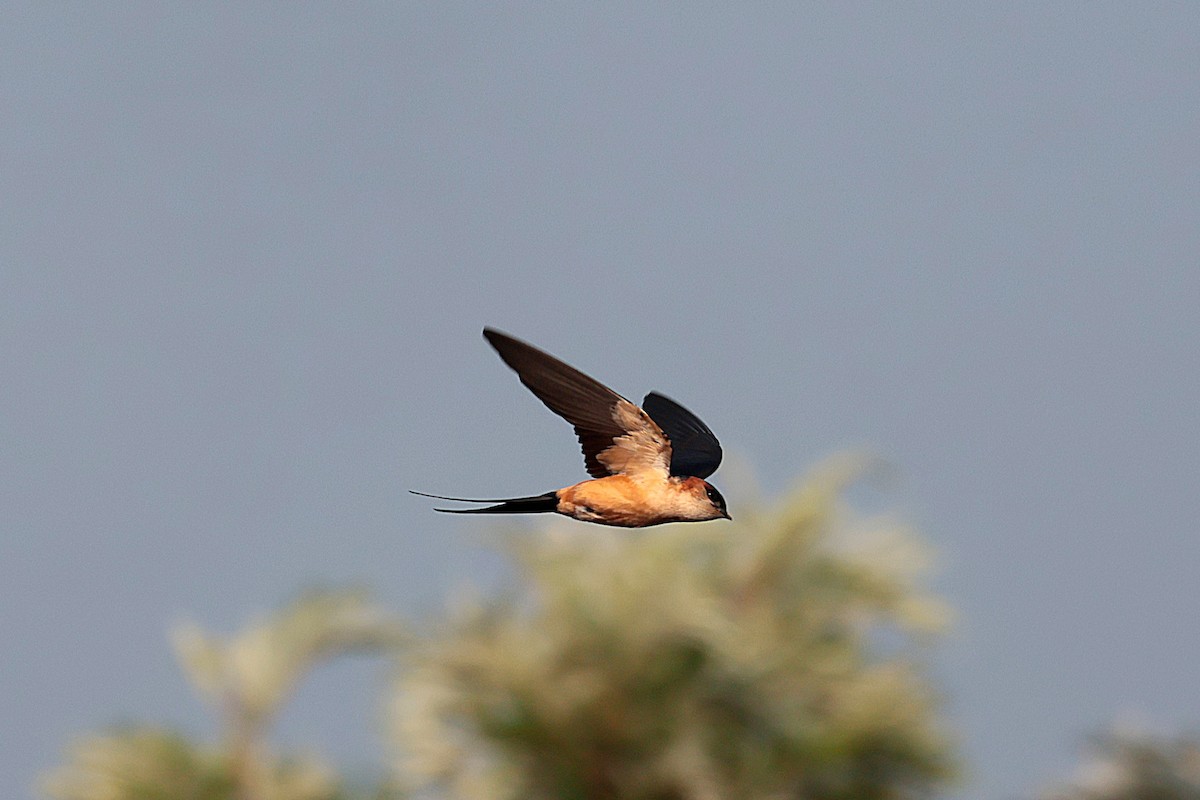 landsbysvale - ML644514763