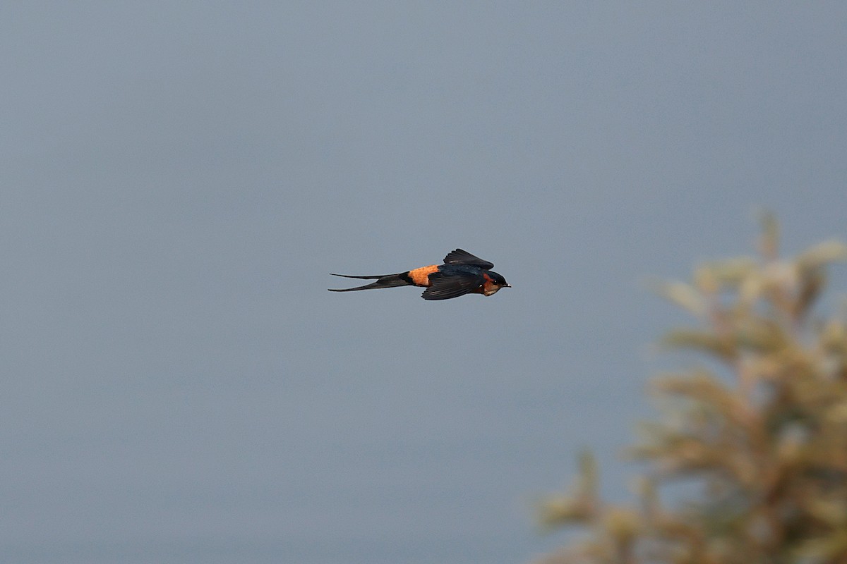 landsbysvale - ML644514764