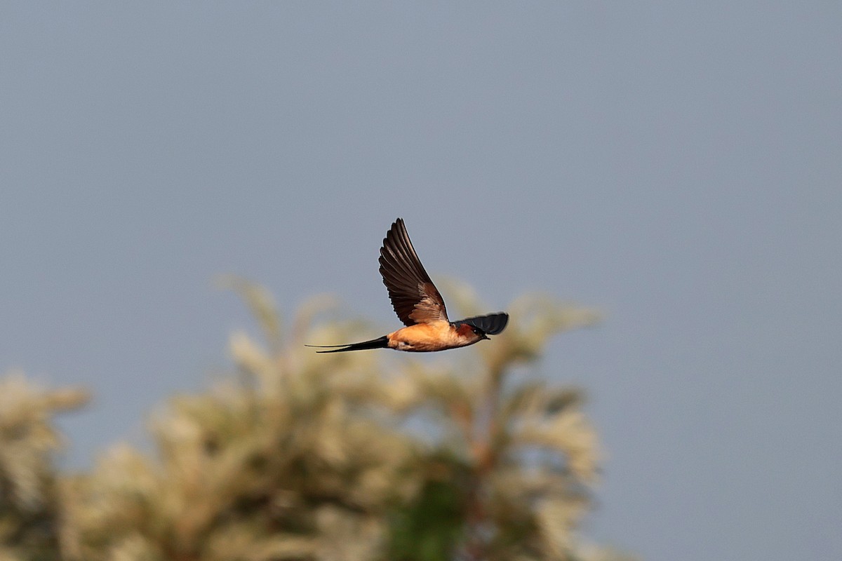 landsbysvale - ML644514765