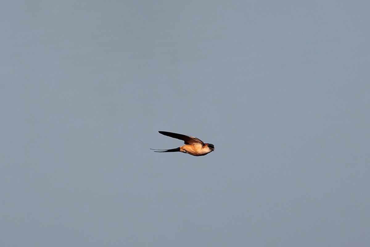 landsbysvale - ML644514766