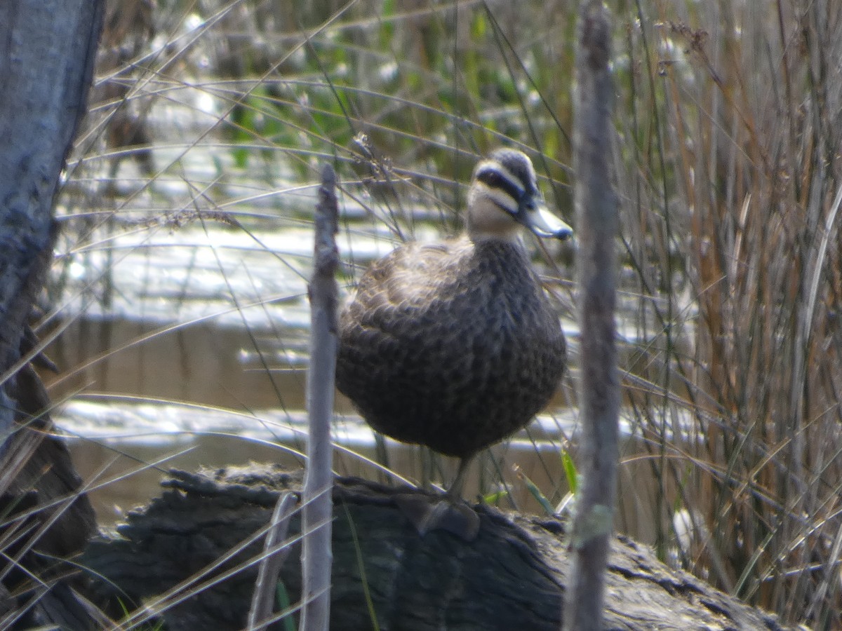 マミジロカルガモ - ML644514767