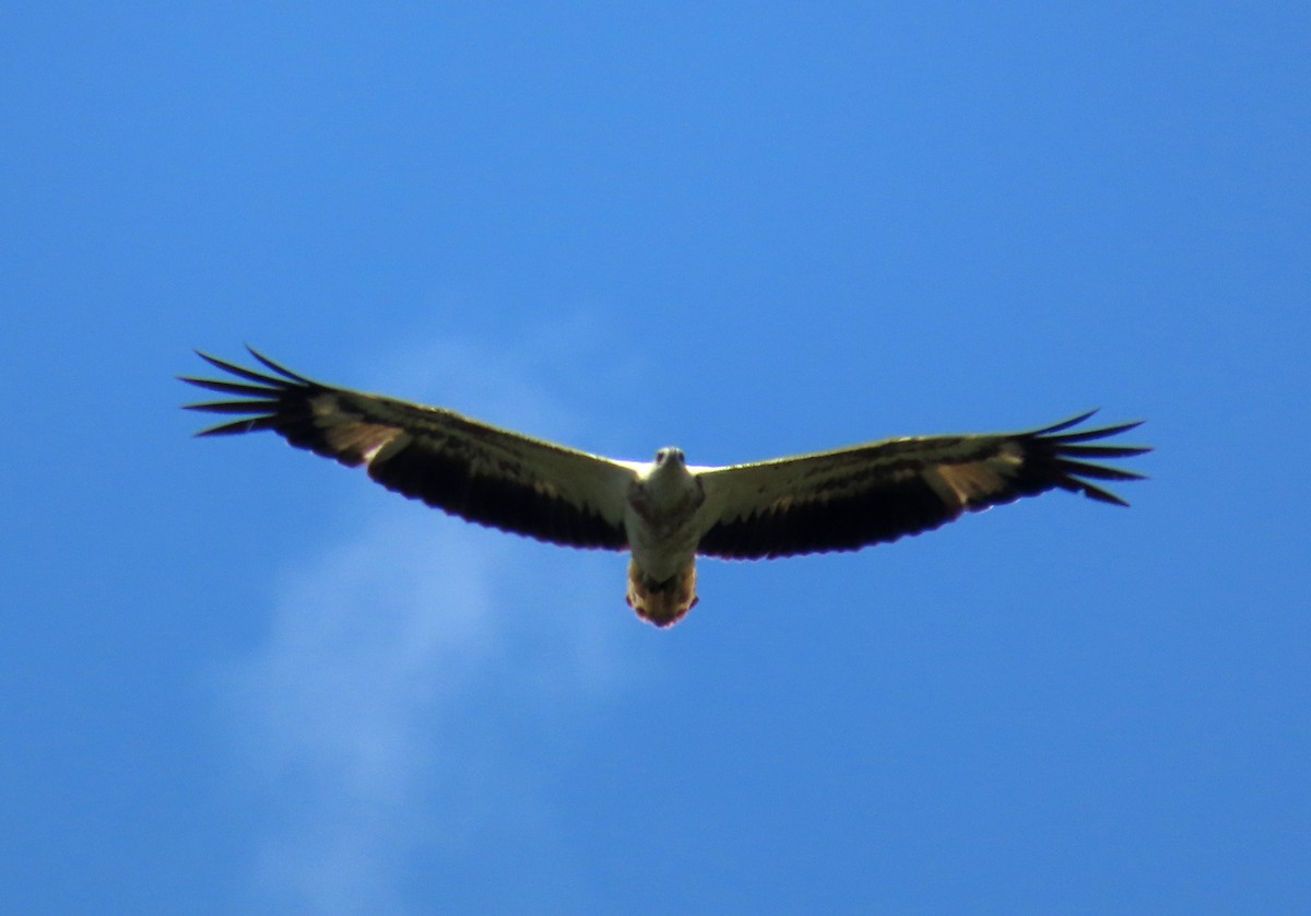 עיטם לבן-גחון - ML644514769